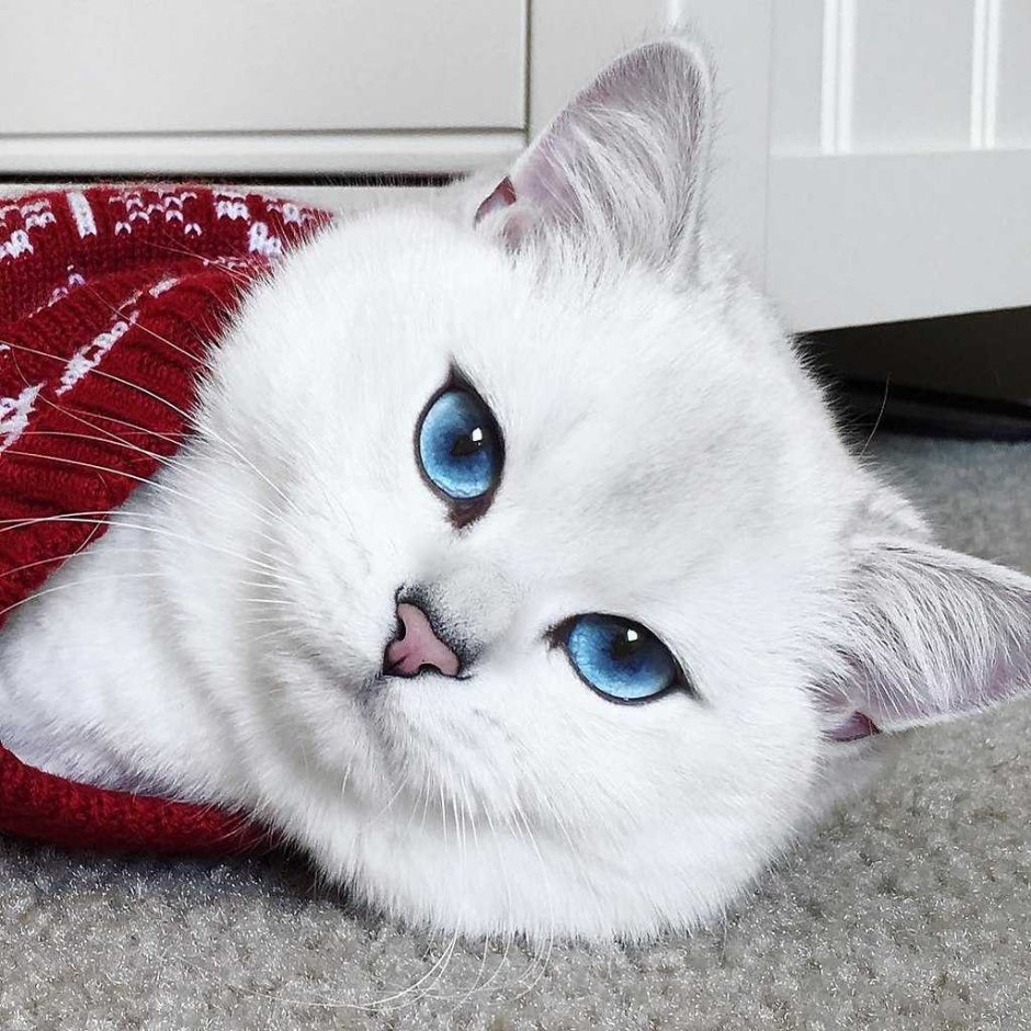 Няшный кот