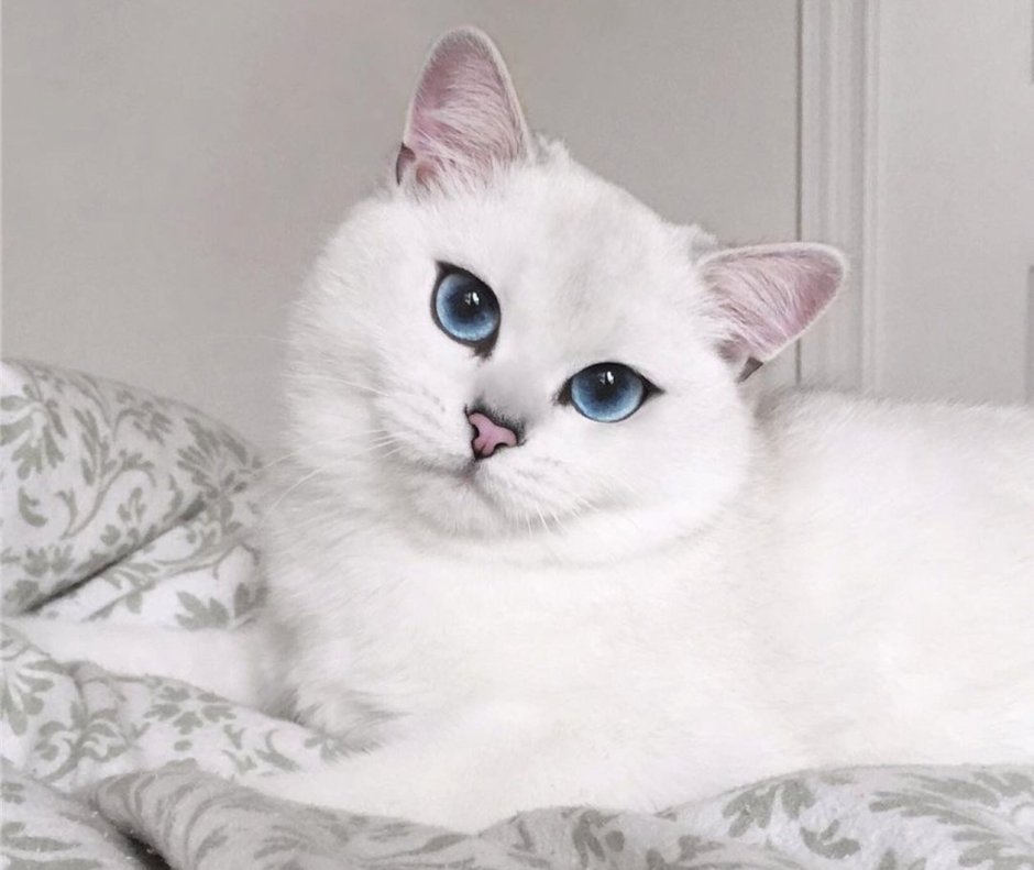 Белая шиншилла кошка