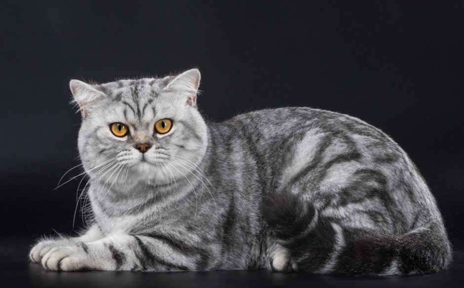 Британский кот мраморный
