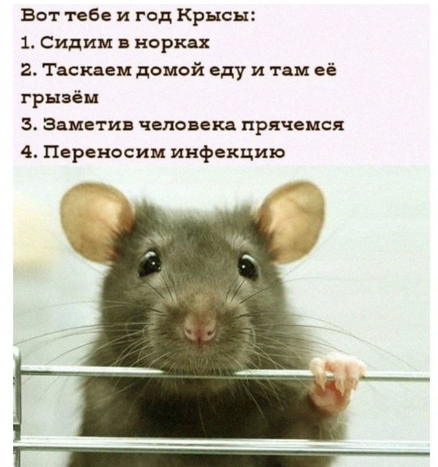 Довольная крыса