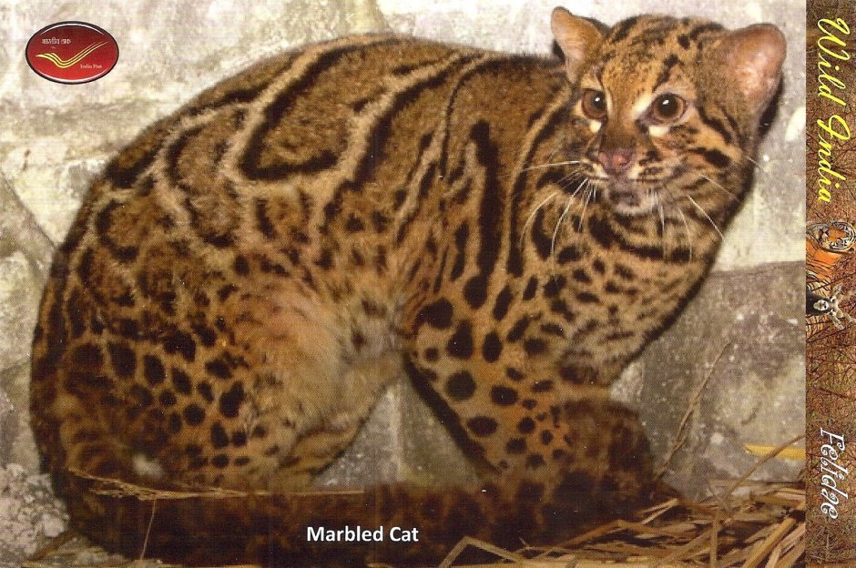 Бенгальский камышовый кот