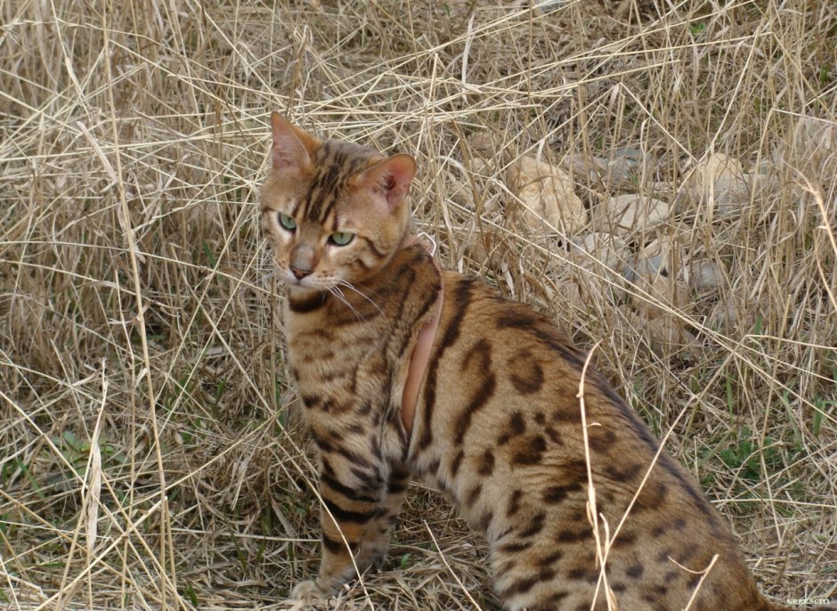 Дальневосточный Лесной кот (леопардовая кошка).