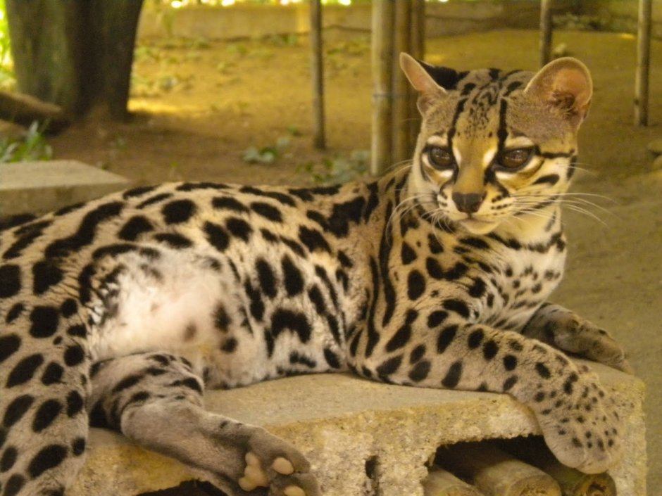 Бенгальский камышовый кот