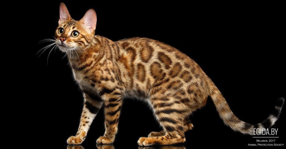 Бенгальский кот черепаховый