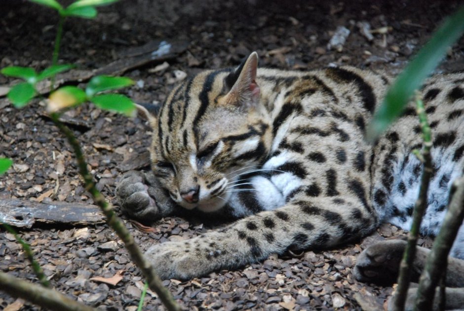 Бенгальский камышовый кот