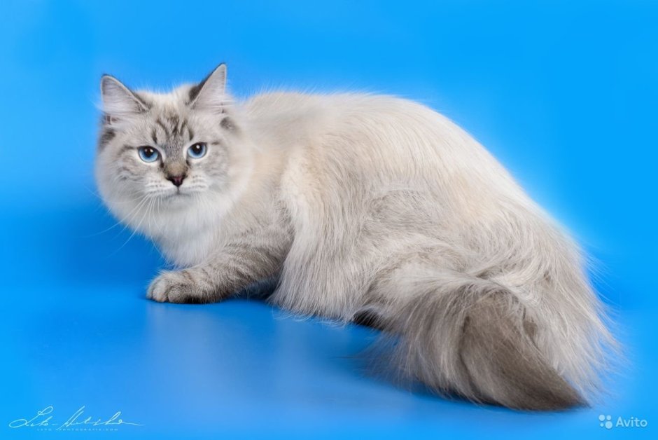 Невская маскарадная кошка с котятами