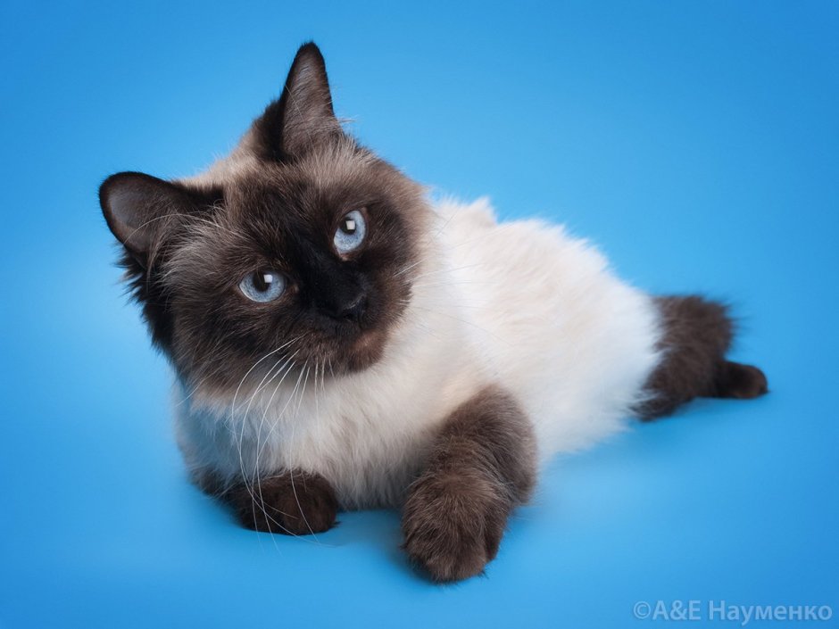 Сибирская Невская маскарадная