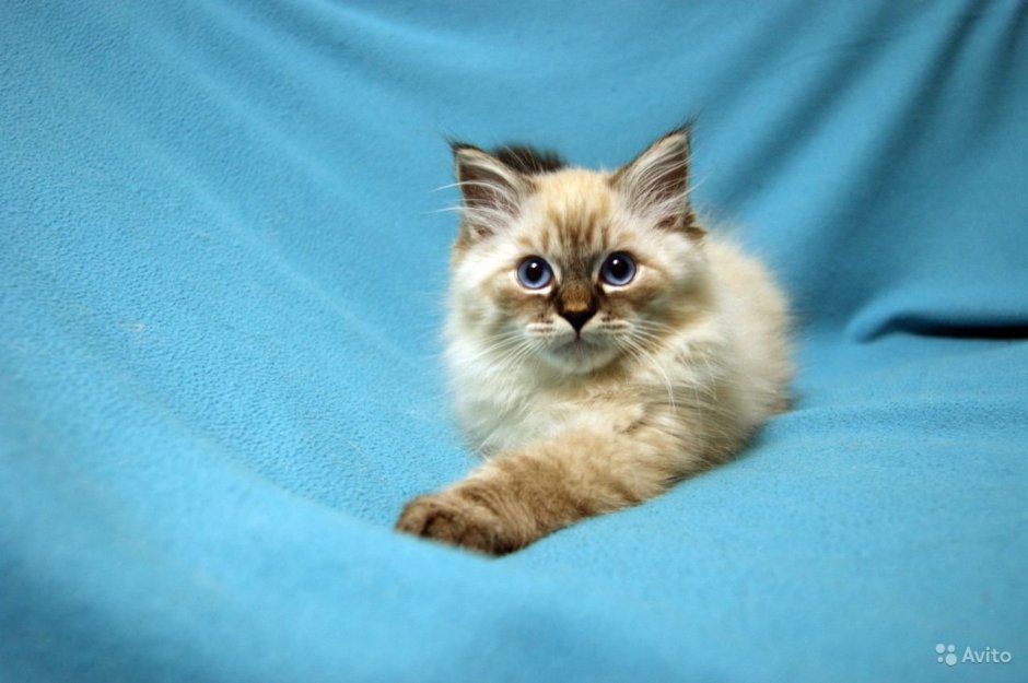 Коты Невская маскарадная