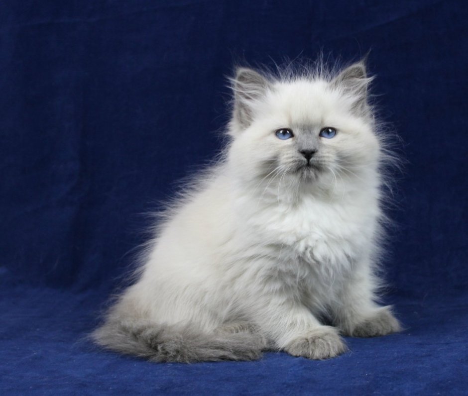 Невская маскарадная кошка с котятами