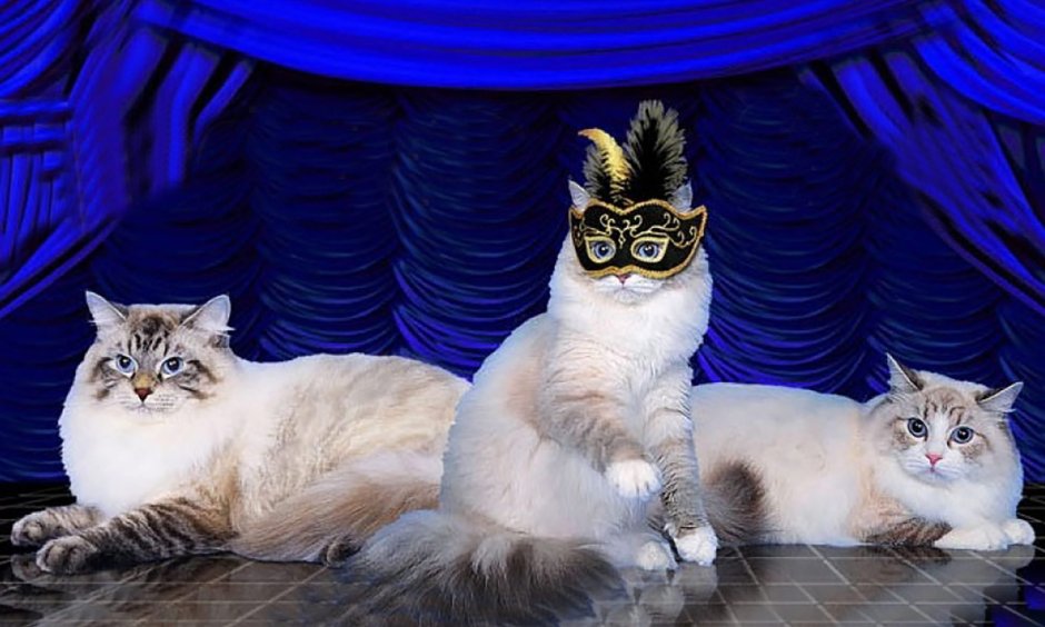 Невский маскарадный кот Дункан маскарад Стар