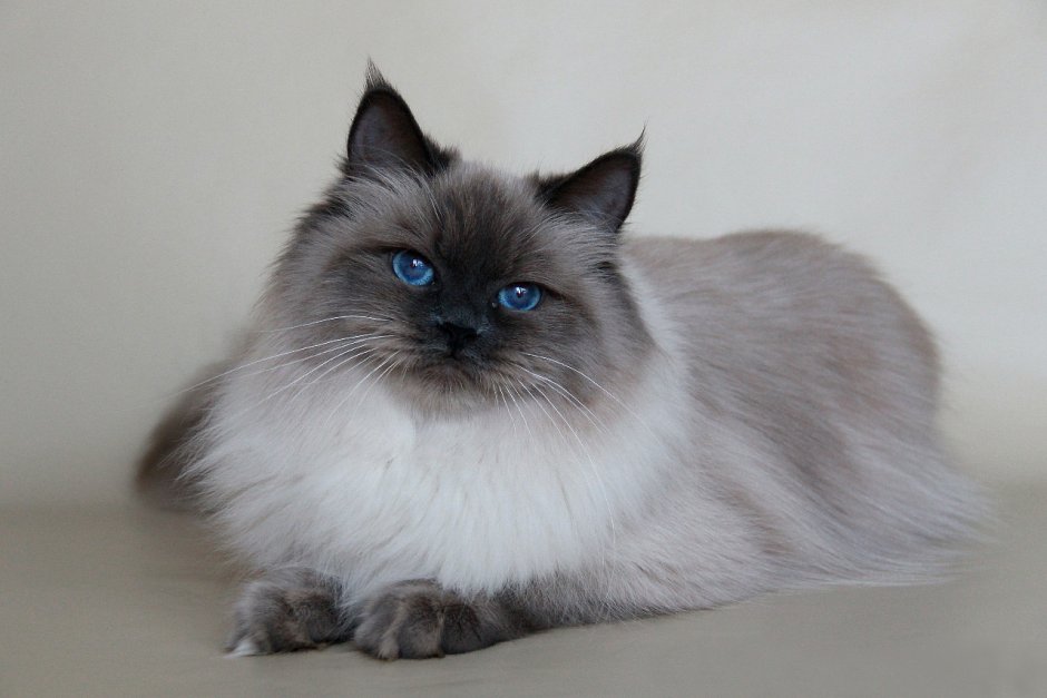 Московская маскарадная кошка