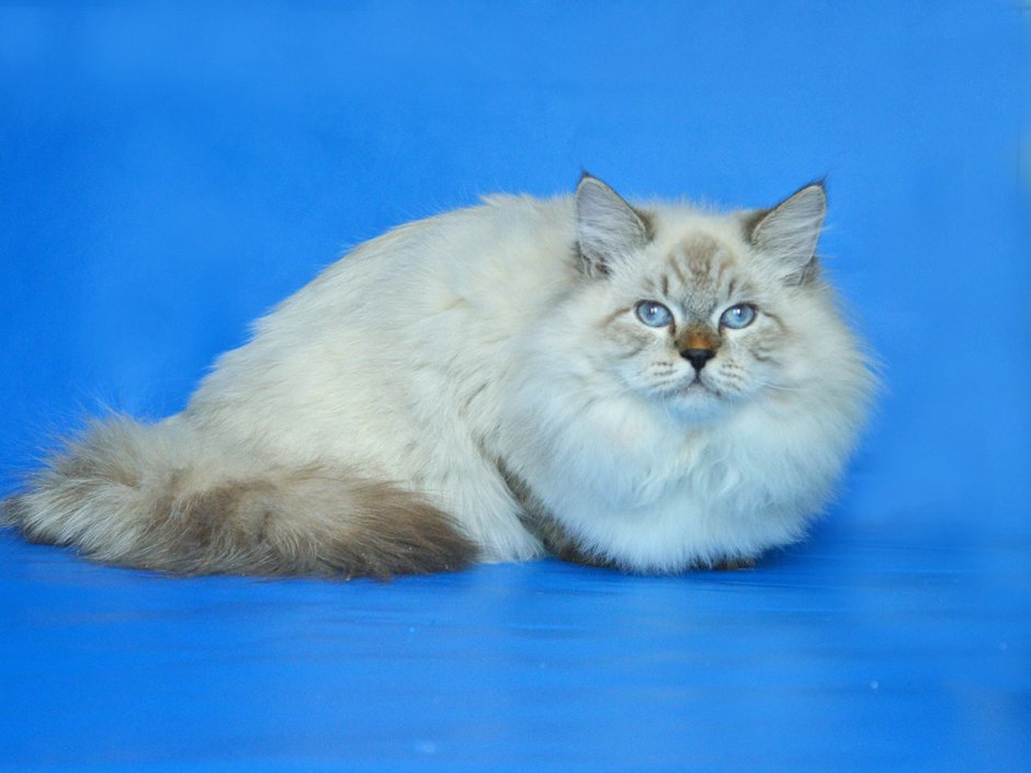 Невская маскарадная