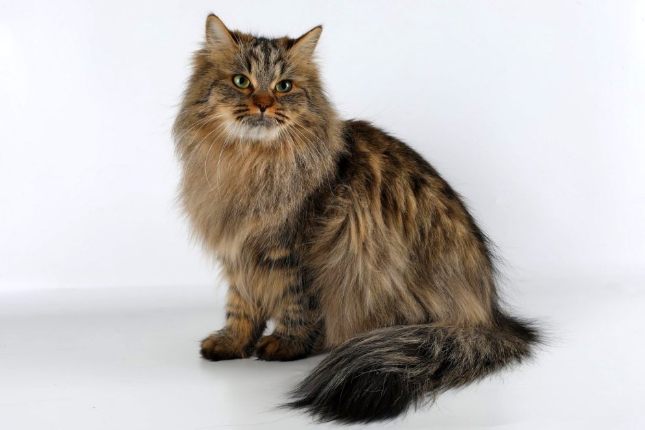 Невская маскарадная кошка