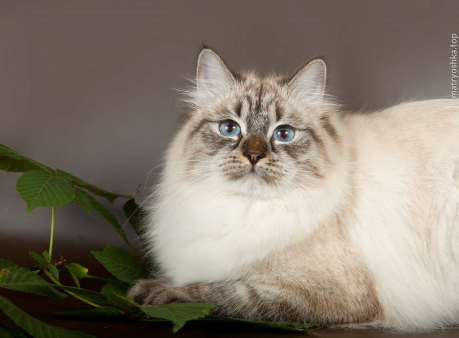 Сиамская Невская маскарадная