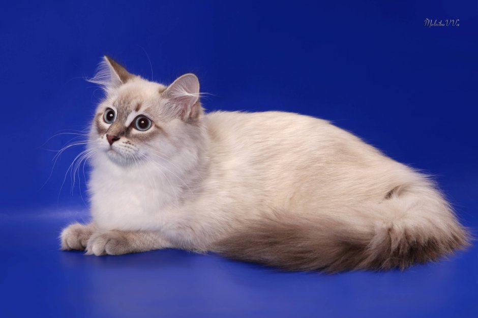 Сибирская маскарадная кошка