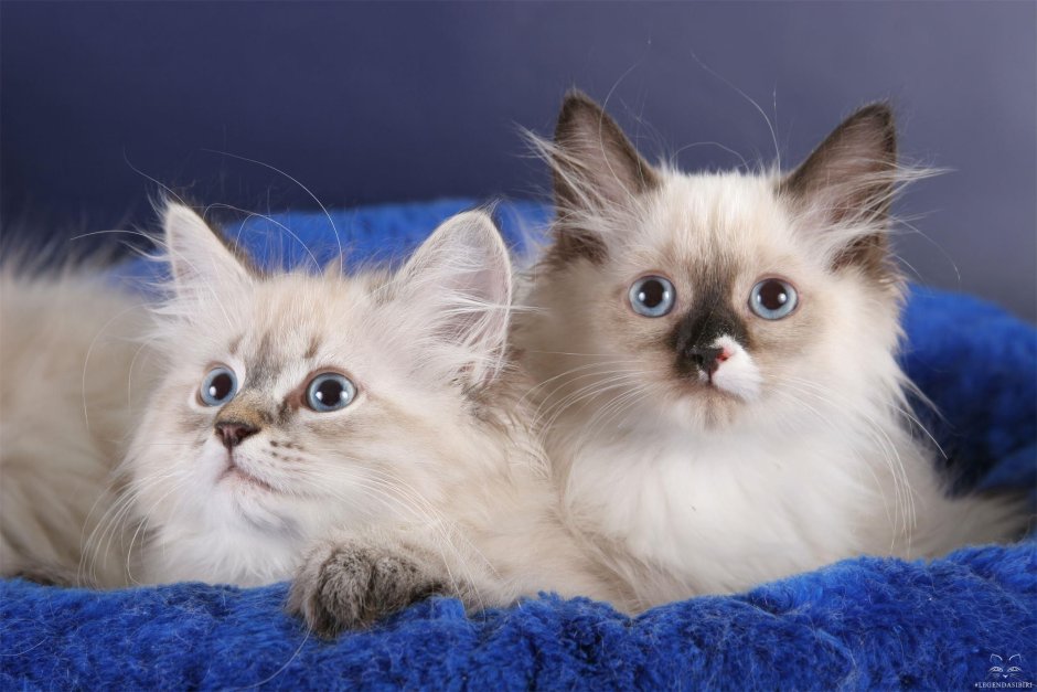 Невская маскарадная кошка серая