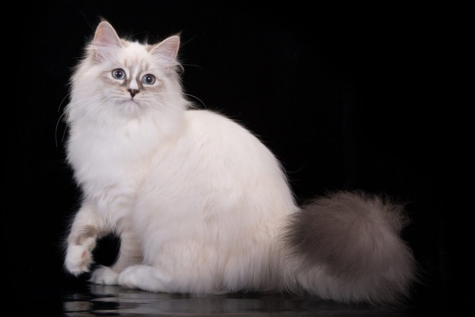 Невская маскарадная кошка