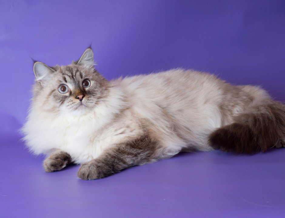 Невская маскарадная смесь