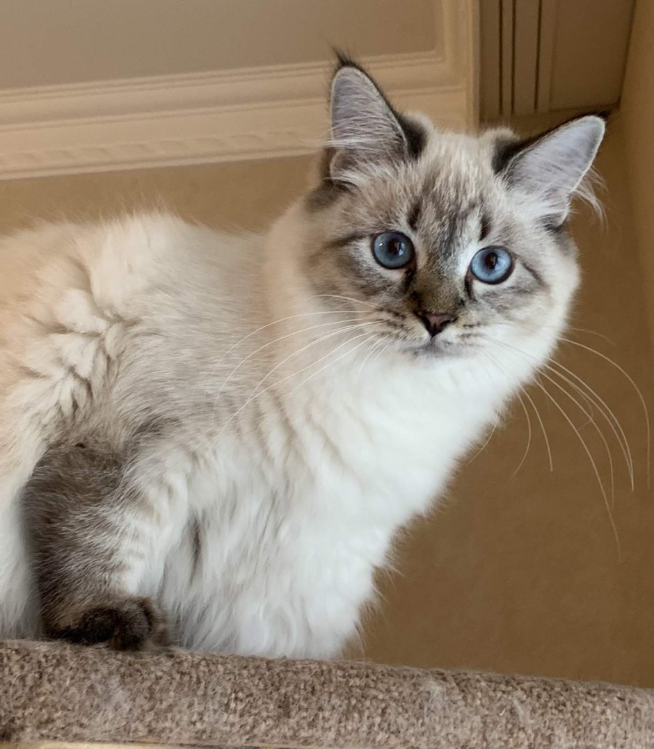 Невская маскарадная гетерохромия