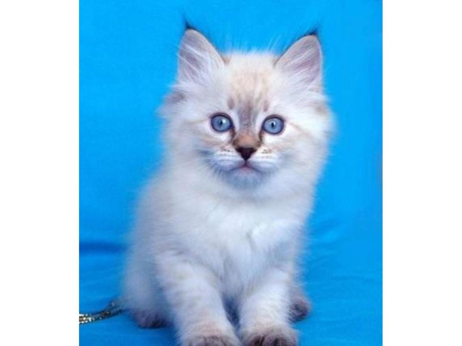 Сиамская длинношерстная