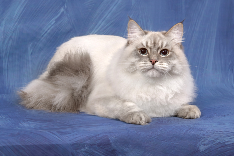 Сибирская Невская маскарадная кошка