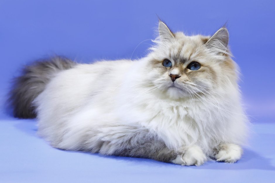 Котята породы Невская маскарадная