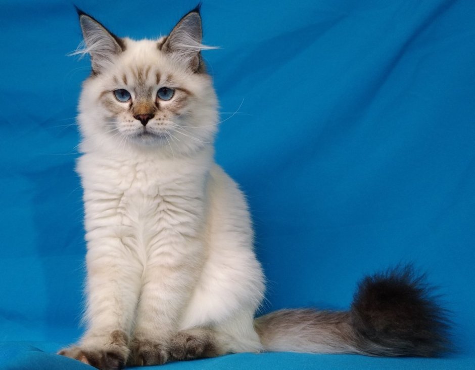 Сибирская кошка