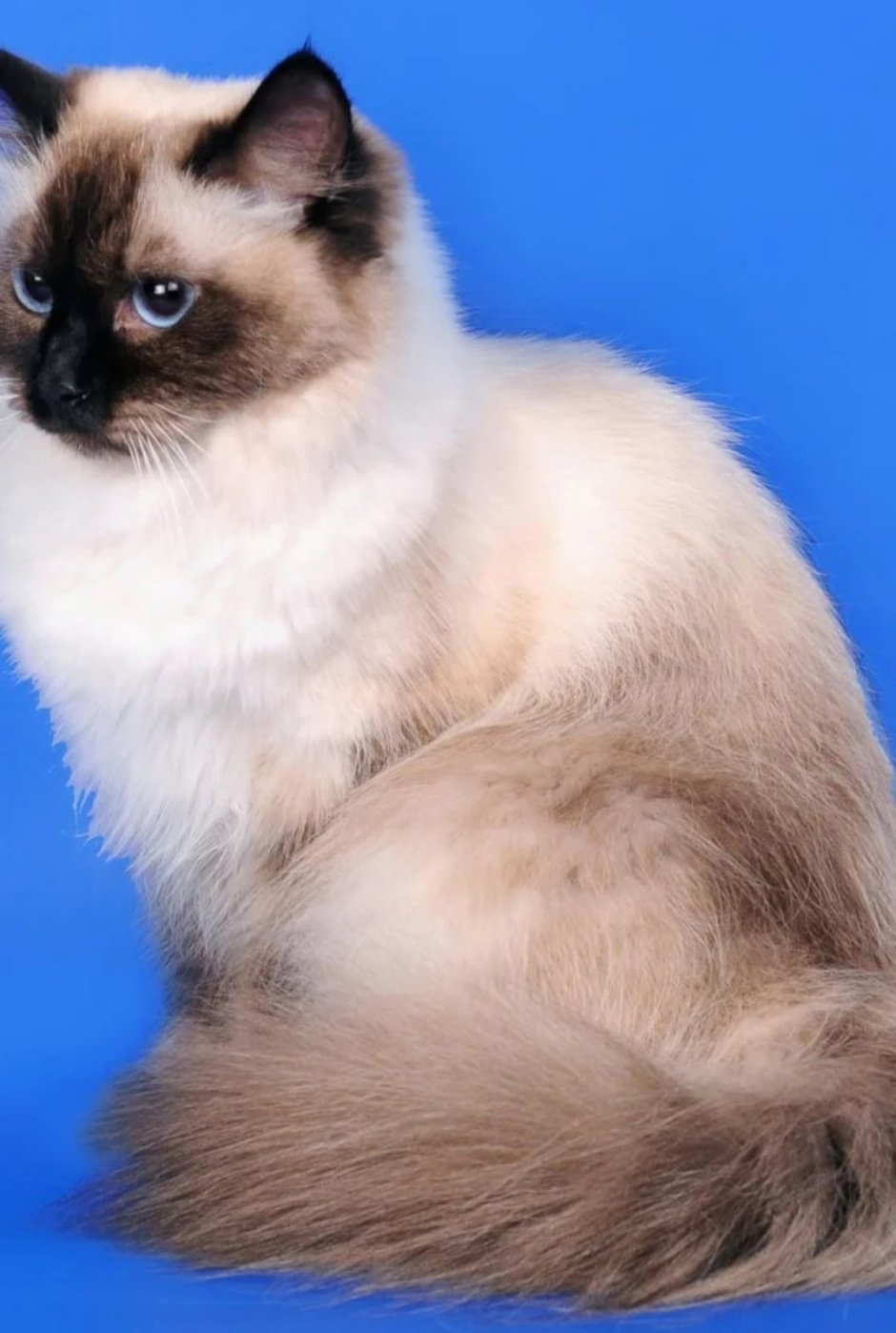 Петербургская маскарадная кошка