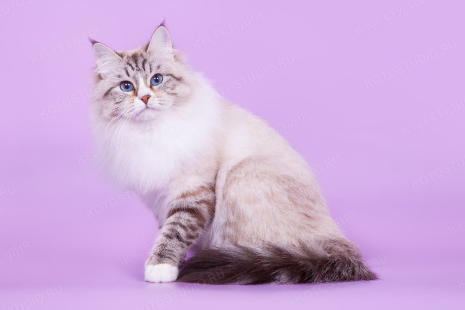 Невская маскарадная кошка с котятами