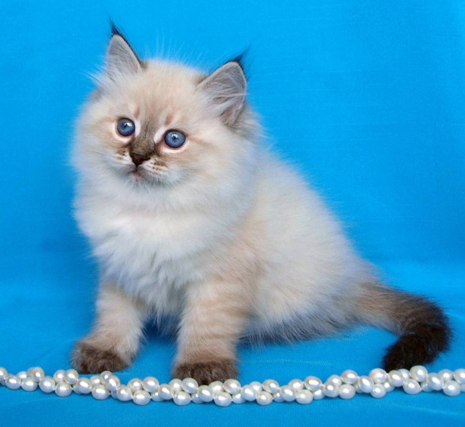 Невская маскарадная кошка черная