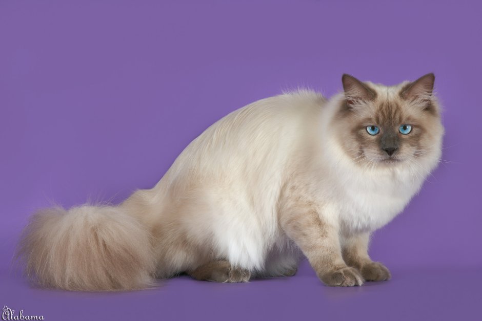 Невская маскарадная