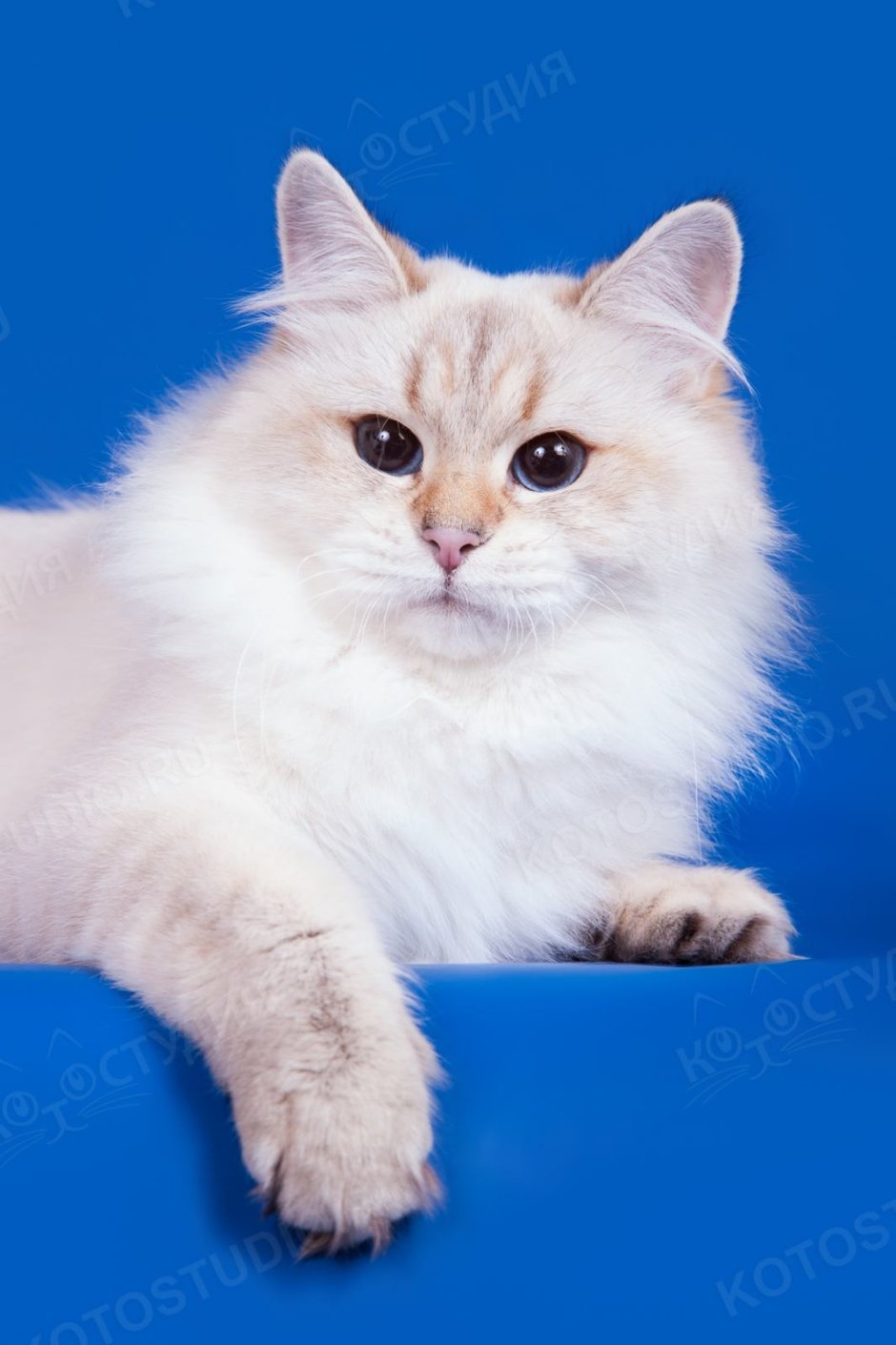 Невская маскарадная кошка короткошерстная