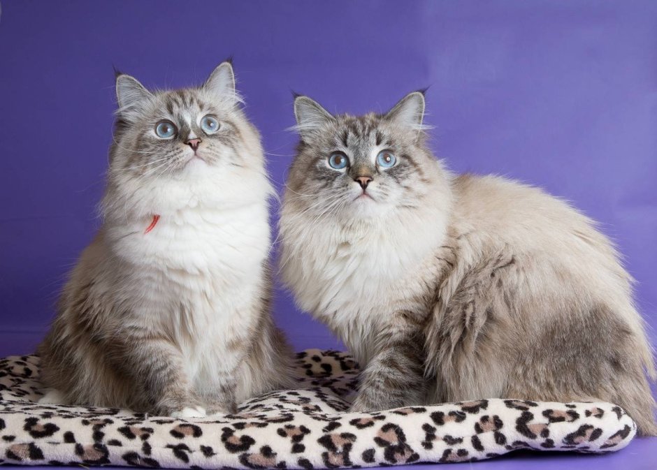 Немецкая маскарадная кошка