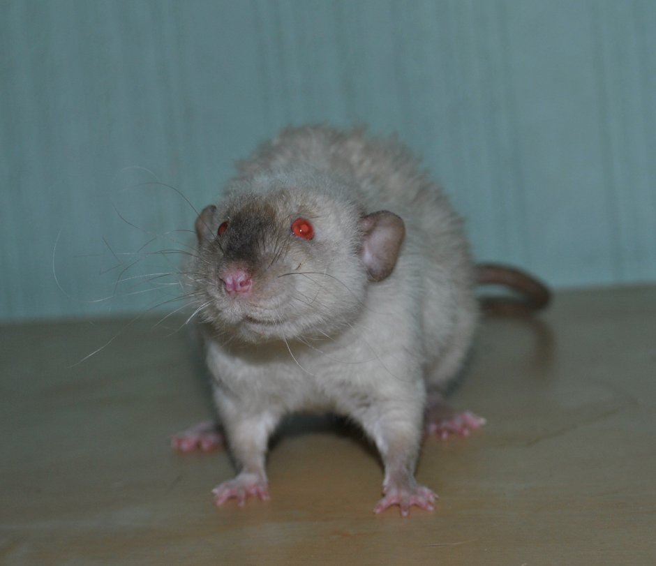 Курить Крис