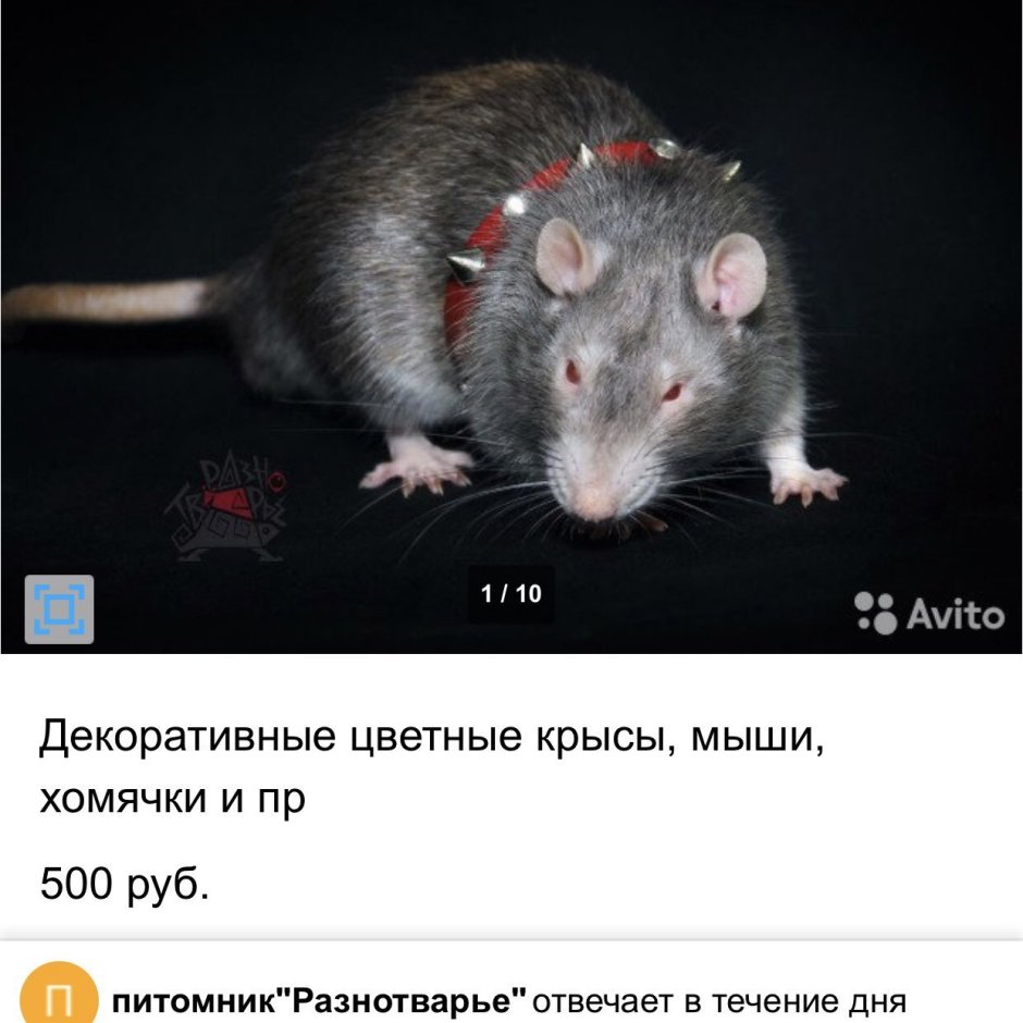 Крыса Сиамская рекс
