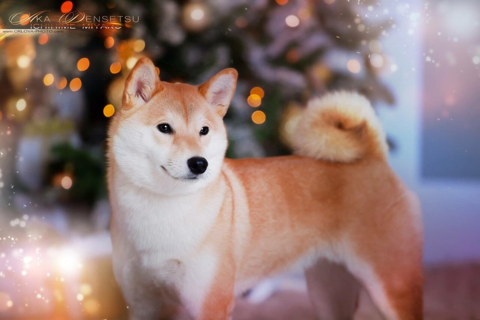Сиба ину и корги