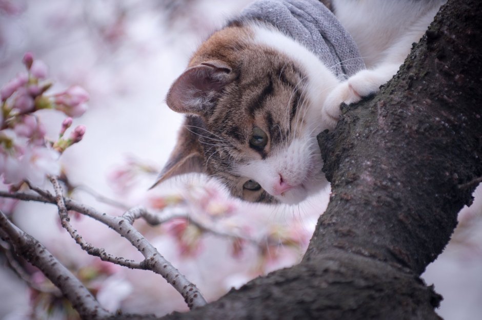 Кот Весна