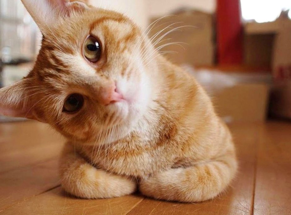 Любопытный котик