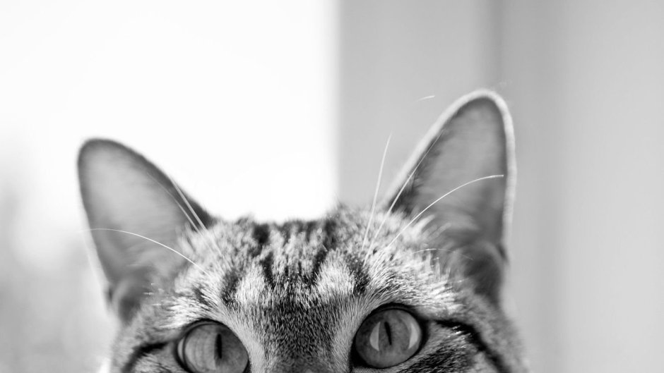 Морда кота