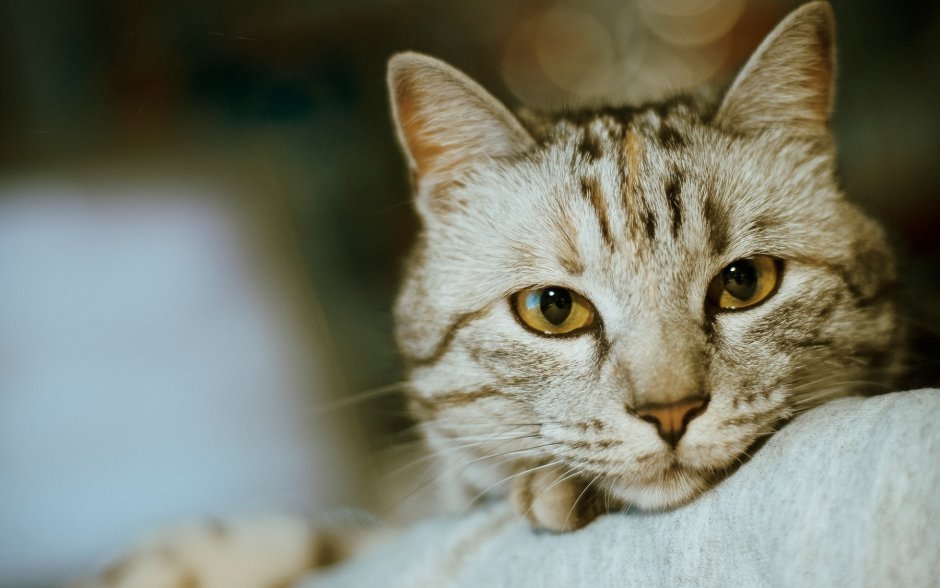 Морды котов