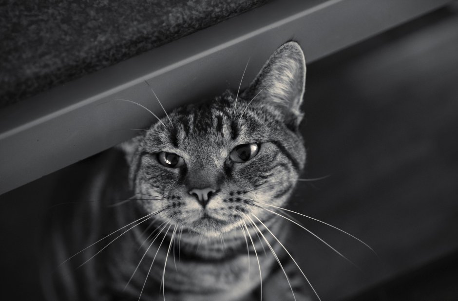 Мордочка кота