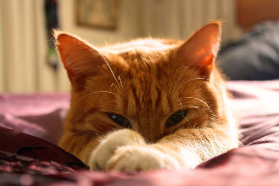 Рыжая кошечка