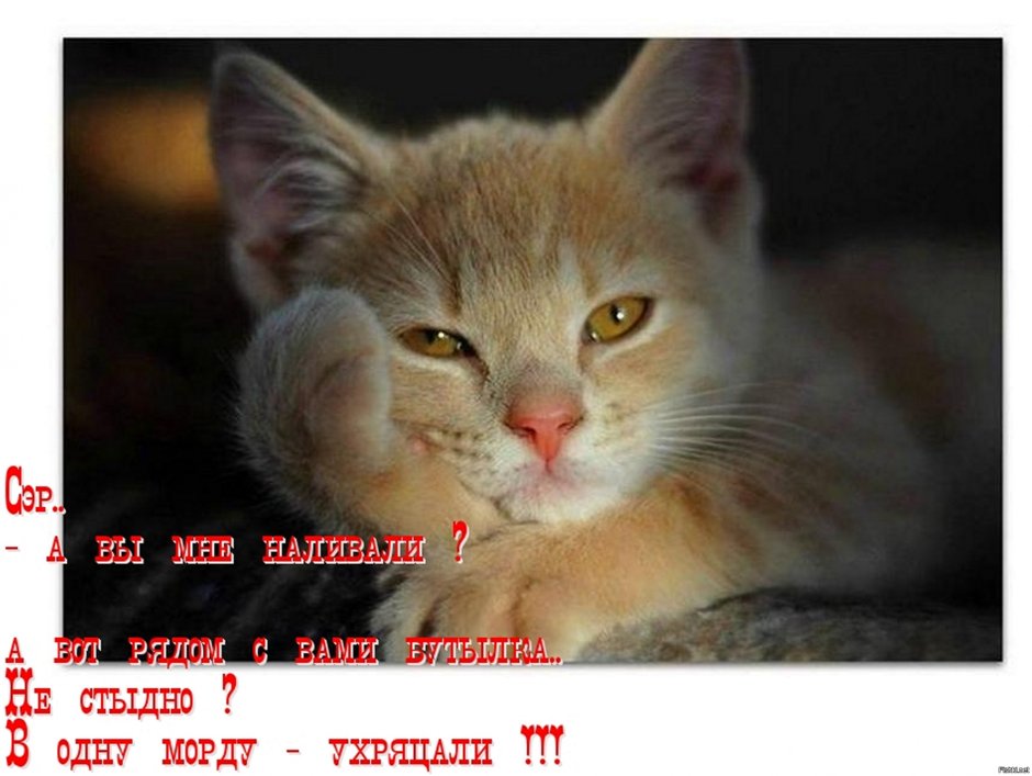 Грустный котик