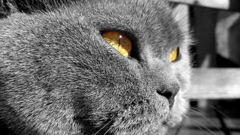 Морда серого кота