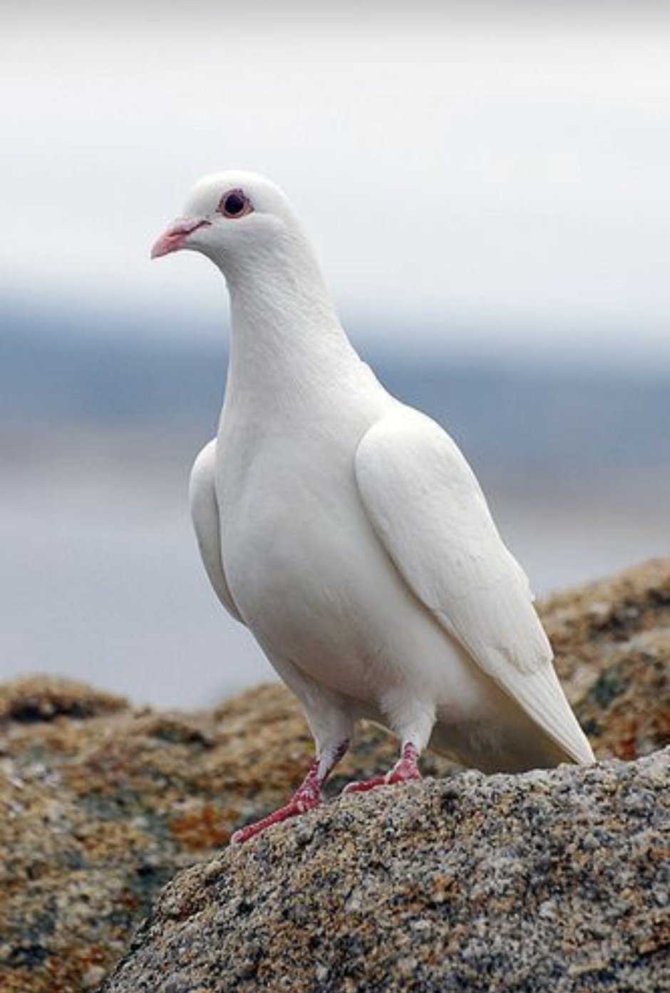 Dove голубь