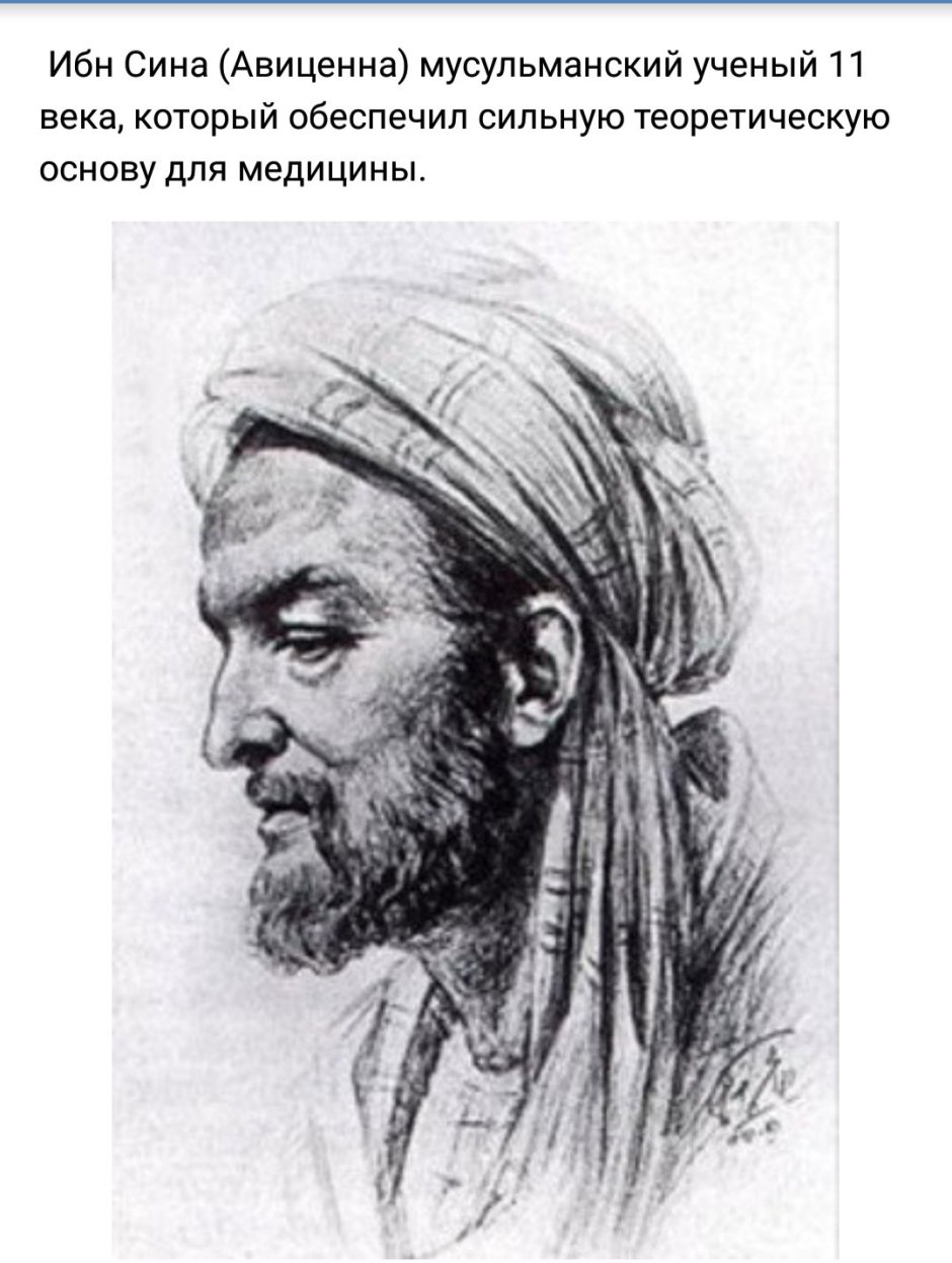 Салюки арабская борзая