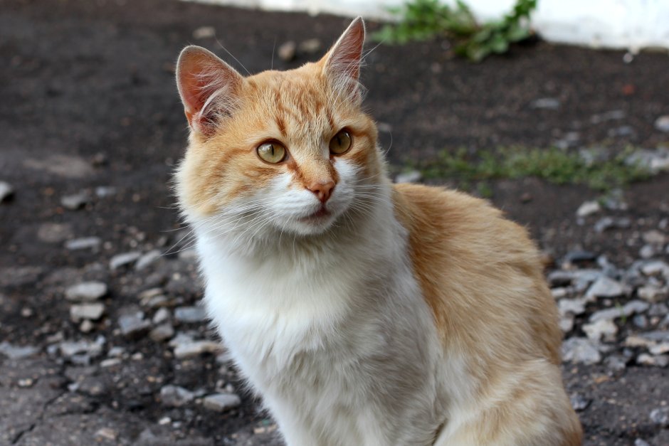 Кошки дворняжки
