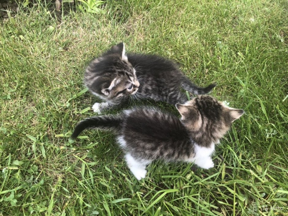 Беспородные котята