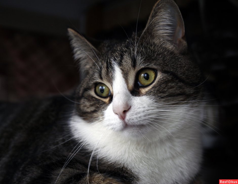 Котята гладкошерстные беспородная