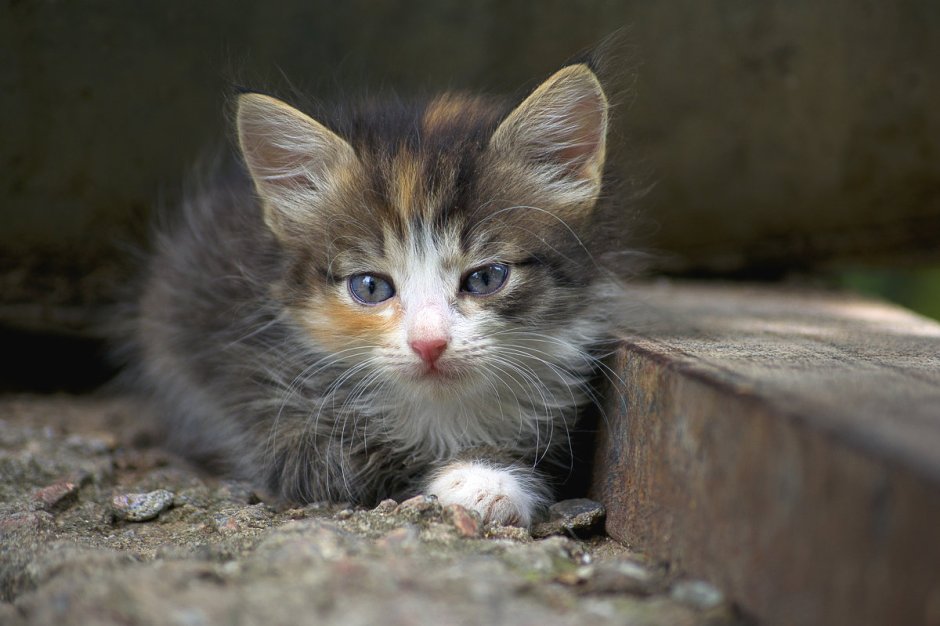 Уличный котенок